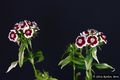 Bild zu Dianthus barbatus - Bartnelke