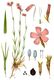 Bild zu Dianthus carthusianorum - Karthäuser-Nelke