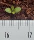 Keimling zu Dianthus deltoides - Heidenelke