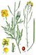 Bild zu Diplotaxis tenuifolia - Rucola