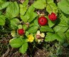 Bild zu Potentilla indica - Scheinerdbeere