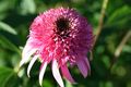 Bild zu Echinacea purpurea - Purpur-Sonnenhut