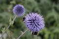 Bild zu Echinops banaticus - Banater Kugeldistel