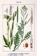 Bild zu Eruca vesicaria subsp. sativa - Garten-Senfrauke (Rucola)