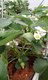 Bild zu Fragaria x ananassa - Gartenerdbeere