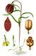 Bild zu Fritillaria meleagris - Schachbrettblume
