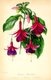 Bild zu Fuchsia magellanica - Scharlach-Fuchsie