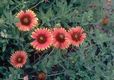 Bild zu Gaillardia pulchella - Kokardenblume