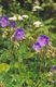 Bild zu Geranium pratense L. - Wiesen-Storchschnabel