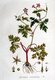 Bild zu Geranium robertianum - stinkender Storchschnabel