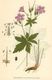 Bild zu Geranium sylvaticum - Waldstorchschnabel