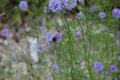 Bild zu Gilia achilleifolia - Gilia achilleifolia