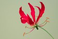 Bild zu Gloriosa superba - Ruhmesblume