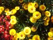 Bild zu Helichrysum bracteatum - Garten-Strohblume