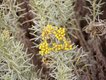 Bild zu Helichrysum italicum - Currykraut