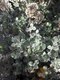 Bild zu Helichrysum petiolare - Lakritz-Strohblume
