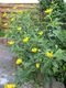 Bild zu Heliopsis helianthoides - Garten-Sonnenauge