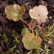 Keimling zu Heuchera x brizoides - Purpurglöckchen