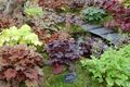 Bild zu Heuchera x brizoides - Purpurglöckchen