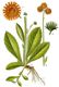 Bild zu Hieracium aurantiacum - Orangerotes Habichtskraut