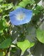 Bild zu Ipomoea tricolor - himmelblaue Prunkwinde
