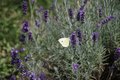 Bild zu Lavandula angustifolia - echter Lavendel
