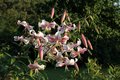 Bild zu Lilium speciosum - Pracht-Lilie