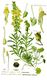 Bild zu Linaria vulgaris - Gemeines Leinkraut