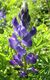 Bild zu Lupinus angustifolius L. - Schmalblättrige Lupine