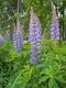 Bild zu Lupinus polyphyllus Lindl. - vielblättrige Lupine