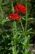 Bild zu Lychnis chalcedonica - brennende Liebe