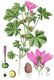 Bild zu Malva sylvestris - Wilde Malve