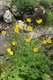 Bild zu Meconopsis cambrica - Wald-Scheinmohn