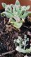 Bild zu Mesembryanthemum crystallinum - Eiskraut