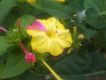 Bild zu Mirabilis jalapa - Wunderblume