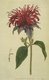 Bild zu Monarda didyma - Goldmelisse