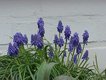 Bild zu Muscari armeniacum - armenische Traubenhyazinthe