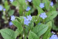 Bild zu Myosotis sylvatica - Wald-Vergissmeinnicht