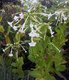 Bild zu Nicotiana sylvestris - Ziertabak