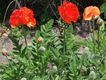 Bild zu Papaver orientale - Türkischer Mohn