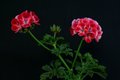 Bild zu Pelargonium - Geranie