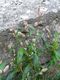Bild zu Polygonum persicaria - Pfirsichblättriger Knöterich
