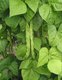 Bild zu Phaseolus vulgaris - grüne Bohne