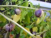 Bild zu Physalis philadelphica Lam. - Tomatillo