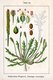 Bild zu Plantago coronopus L. - Hirschhorn-Wegerich