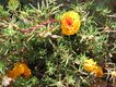 Bild zu Portulaca grandiflora - Portulakröschen