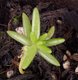 Keimling zu Portulaca grandiflora - Portulakröschen