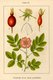 Bild zu Rosa pendulina L. - Alpen-Hagrose