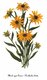 Bild zu Rudbeckia hirta L. - rauher Sonnenhut