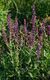 Bild zu Salvia nemorosa - Hainsalbei
